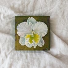 White Cattleya art