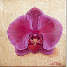 Purple moth orchid