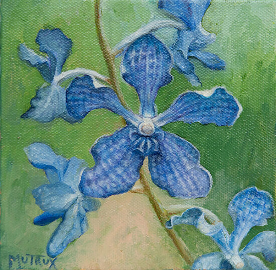 Vanda Violetta Orchid