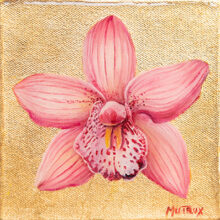 Pink Cymbidium Orchid