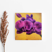 Purple moth orchid