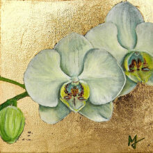 Moth Orchid