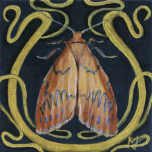 Miltochrista Miniata Study