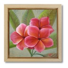 Pink Frangipani
