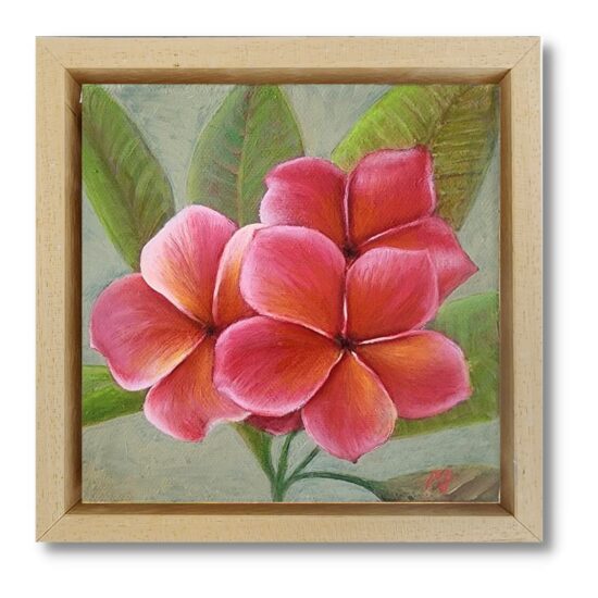 Pink Frangipani