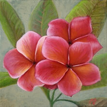 Pink Frangipani