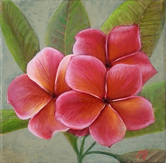 Pink Frangipani