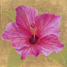 pink hibiscus