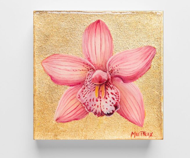 Pink Cymbidium